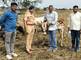 केजमध्ये मोठी पोलिस कारवाई : कत्तलीच्या उद्देशाने ठेवलेली ८ गोवंश जनावरे जप्त